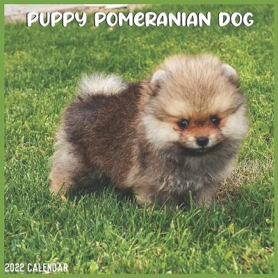 Book cover for Pomeranian Puppy 2022 Calendar