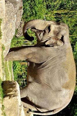 Book cover for A Female Elephant Pachyderm Journal