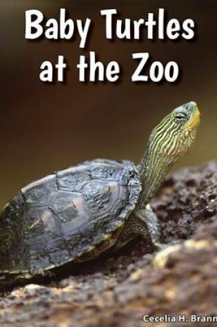 Cover of Baby Turtles at the Zoo