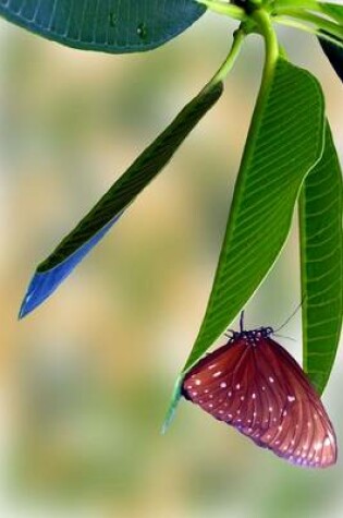 Cover of Common Crow Butterfly on a Leaf, for the Love of Nature