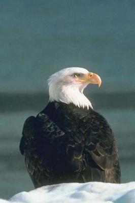 Book cover for Journal Eagle Resting Snow