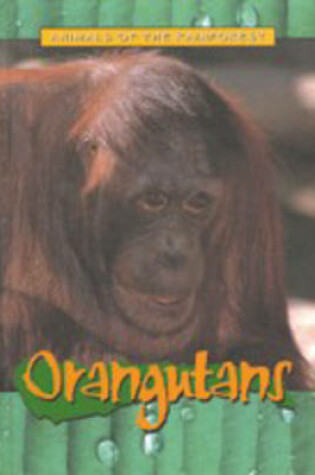 Cover of Animals of the Rainforest: Orangutans