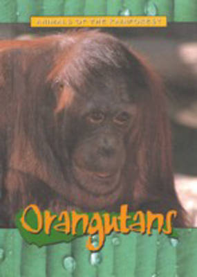 Book cover for Animals of the Rainforest: Orangutans