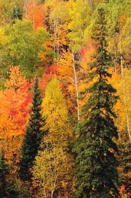 Cover of 2019 Weekly Planner Fall Foliage Valley Autumn Season 134 Pages
