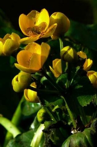 Cover of Yellow Tea Cup Marigolds, for the Love of Flowers