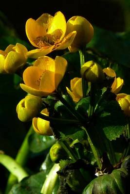 Book cover for Yellow Tea Cup Marigolds, for the Love of Flowers