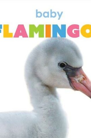 Cover of Baby Flamingos