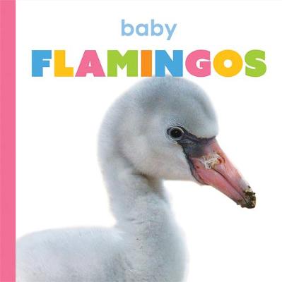 Book cover for Baby Flamingos