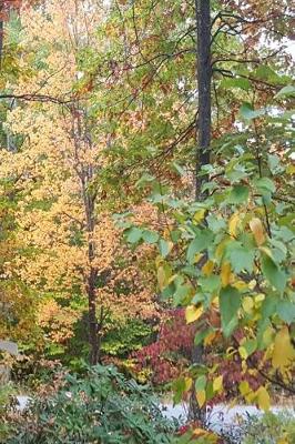 Cover of Journal Autumn Colors Fall Foliage