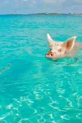 Book cover for The Rare Magnificent Water Pig