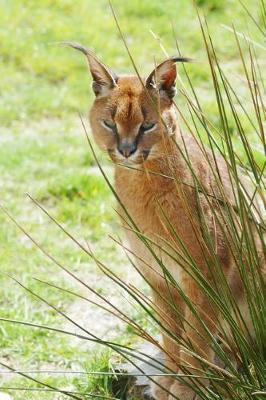 Book cover for Caracal Sitting by High Grass Journal