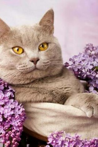 Cover of British Shorthair Cat