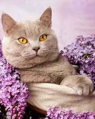 Book cover for British Shorthair Cat