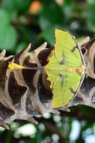 Cover of Green Madagascar Moon Moth Journal