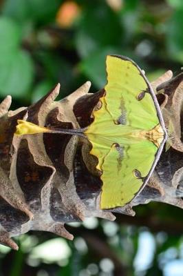 Book cover for Green Madagascar Moon Moth Journal