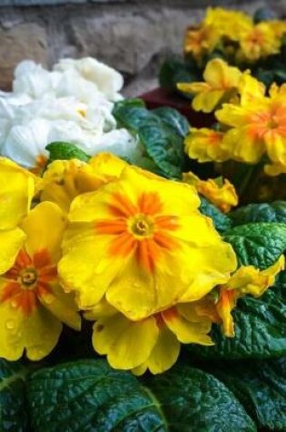 Cover of Primroses in a Flower Planter Journal