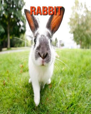 Book cover for Rabbit