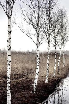 Book cover for Beautiful Birch Trees on a Misty Winter Morning Journal