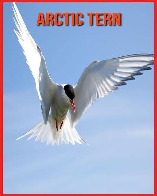 Book cover for Arctic Tern