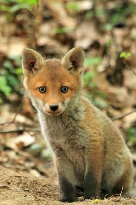 Book cover for Baby Fox Animal Journal