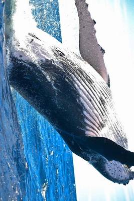 Book cover for Humpback Whale Leaping in the Ocean