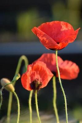 Book cover for Red Poppy Flowers on a Sunny Afternoon Journal