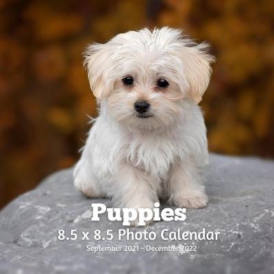 Book cover for Puppies 8.5 X 8.5 Calendar September 2021 -December 2022