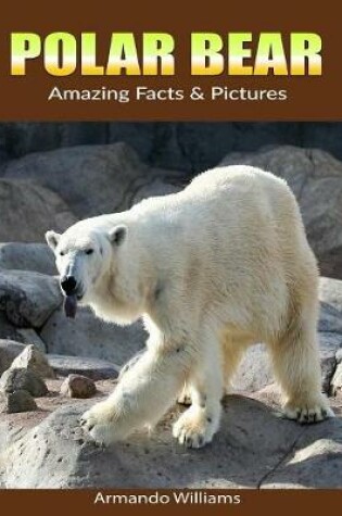 Cover of Polar Bear