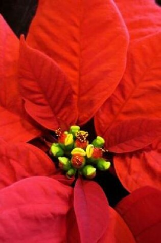 Cover of A Red Poinsettia Flower Journal