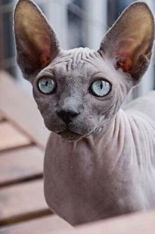 Cover of Blue Eyed Hairless Cat Notebook