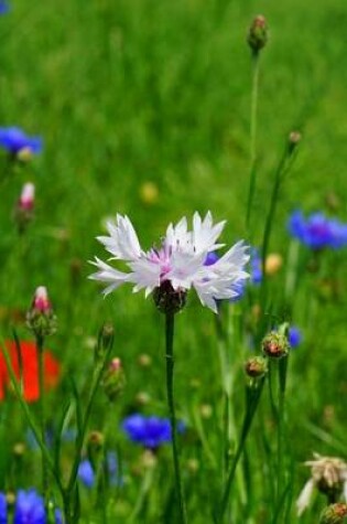 Cover of White Cornflower Bloom in a Field, for the Love of Flowers