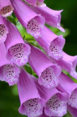 Book cover for Close-Up of Beautiful Foxglove Flowers Gardening Journal