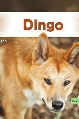 Cover of Dingo