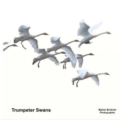 Book cover for Trumpeter Swans