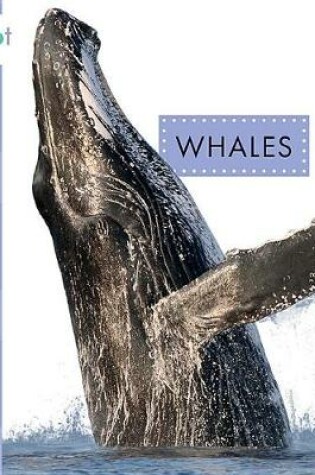 Cover of Whales