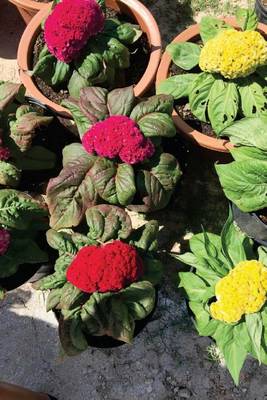 Book cover for Cockscomb Celosia in Pots, for the Love of Flowers