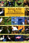 Book cover for Wading Birds and Their Allies of North America