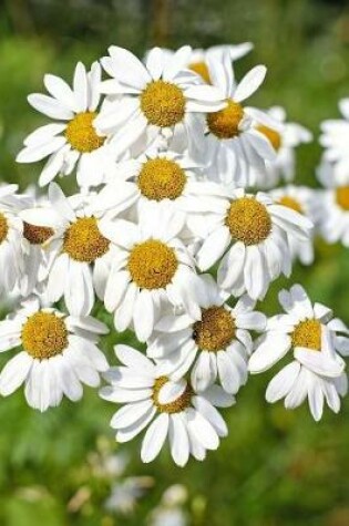 Cover of Daisy Marguerite Argyranthemum Flowers in a Field Journal