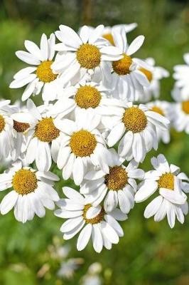 Book cover for Daisy Marguerite Argyranthemum Flowers in a Field Journal