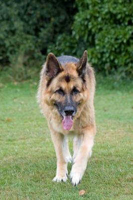 Book cover for German Shepherd on Patrol (for the Love of Dogs)