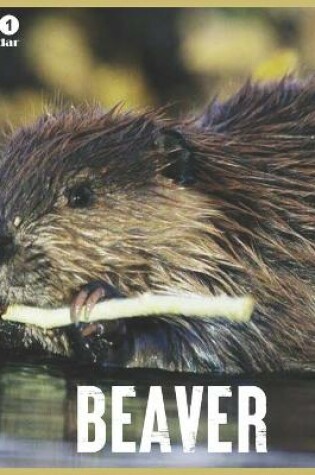 Cover of Beaver