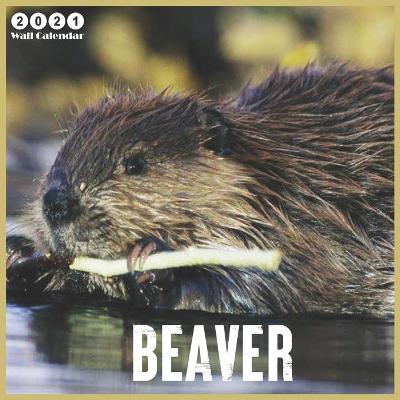 Book cover for Beaver