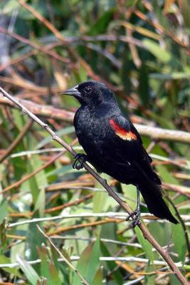 Book cover for Red Winged Blackbird Journal