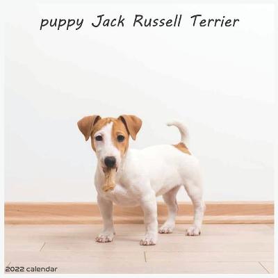 Book cover for Jack Russell Terrier Puppy 2022 Calendar