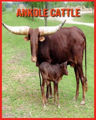 Book cover for Ankole Cattle