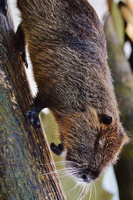 Book cover for A Nutria Climbing Out of the Water