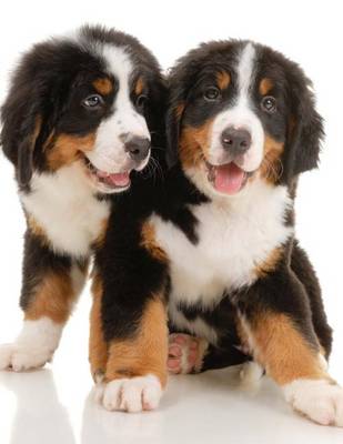 Book cover for Bernese Mountain Dog Puppies, Jumbo Oversized