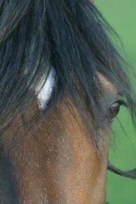 Book cover for 2020 Daily Planner Horse Photo Equine Bay Closeup 388 Pages