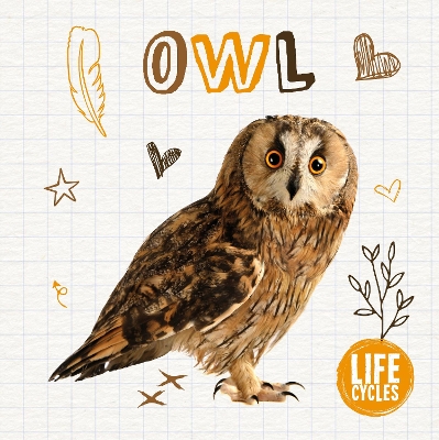 Book cover for Owl