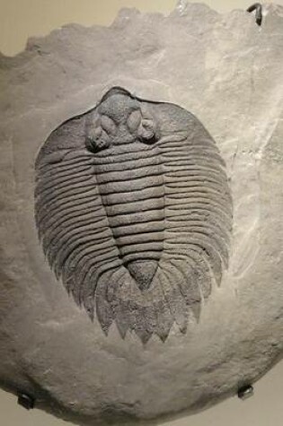 Cover of Arctinurus Boltoni Trilobite Fossil